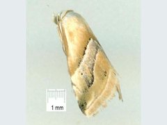 Eublemma roseana