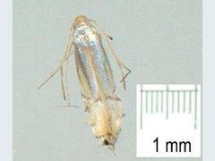 Phyllocnistis citrella