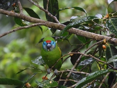 Cyclopsitta diophthalma