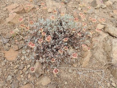 Eriogonum douglasii