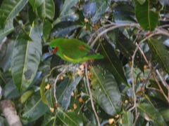 Cyclopsitta diophthalma