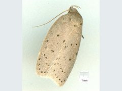 Brachynemata restricta