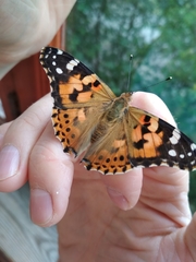 Vanessa cardui