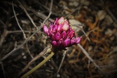 Allium sphaerocephalon aegaeum