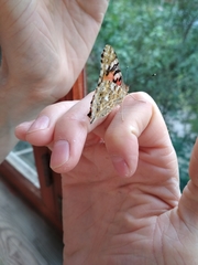 Vanessa cardui