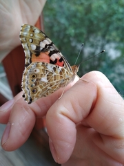Vanessa cardui