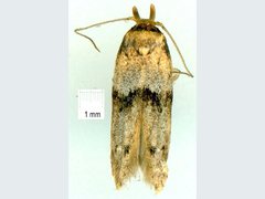 Anaptilora basiphaea