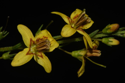 Image of Seymeria cassioides by (c) Brian Finzel, some rights reserved (CC BY-SA)