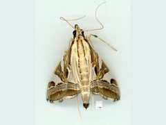 Agrioglypta itysalis