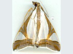 Agrioglypta eurytusalis