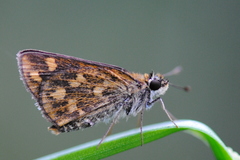 Taractrocera ceramas