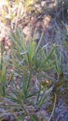 Banksia sphaerocarpa