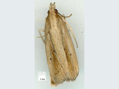 Calamotropha leptogrammellus