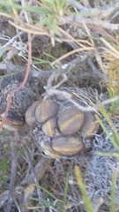 Banksia sphaerocarpa