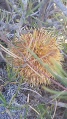 Banksia sphaerocarpa