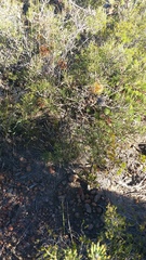 Banksia sphaerocarpa