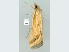 Achyra massalis