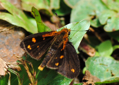 Taractrocera ceramas