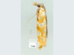 Erechthias citrinopa