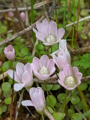 Lysimachia tenella