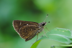 Arnetta vindhiana