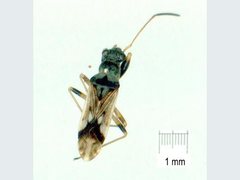 Pseudopachybrachius guttus