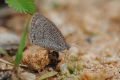 Ypthima asterope
