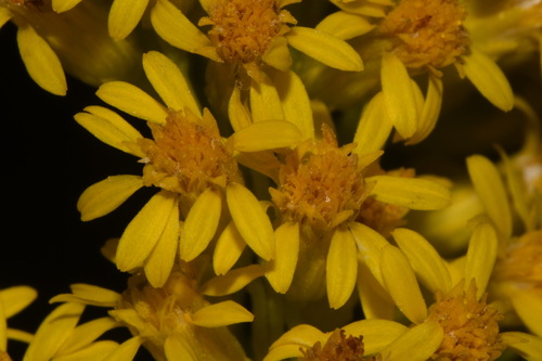 Image of Solidago virgata by (c) Brian Finzel, some rights reserved (CC BY-SA)