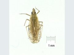 Cantacader abdivitus