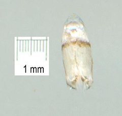 Opostegidae