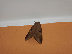 Ophiusa disjungens