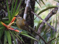 Xanthotis macleayanus
