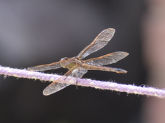 Libellula auripennis