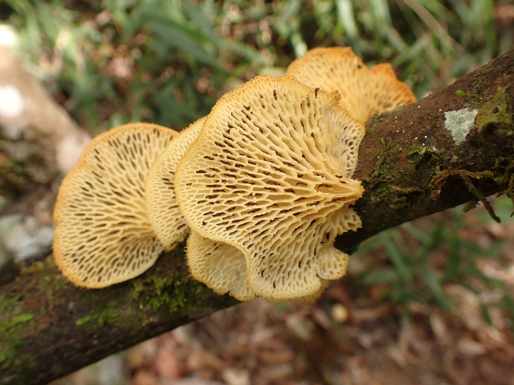 Favolus brasiliensis · November 2024 · photo: © agujaceratops (iNaturalist, cc0)