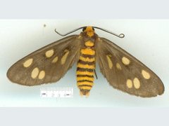 Eressa geographica