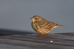 Eurasian Rock Pipit photo 3