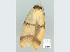 Heteroteucha translatella