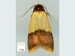 Heteroteucha dichroella