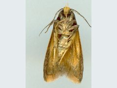 Heteroteucha dichroella