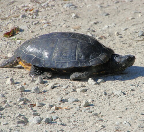 iNaturalist observation photo of Pond Slider