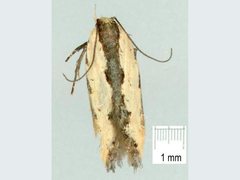 Ardozyga mesochra