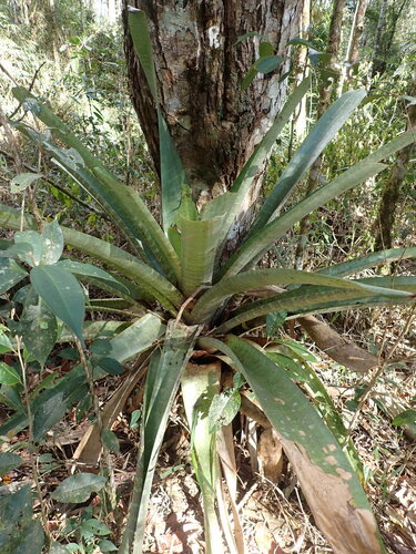 Vriesea fosteriana, photograph 2