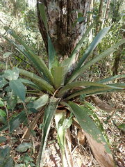 Vriesea fosteriana, photograph (c) agujaceratops, some rights reserved (CC BY)