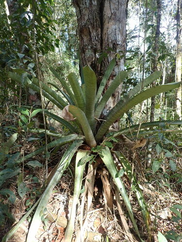 Flaming sword (Vriesea fosteriana)
