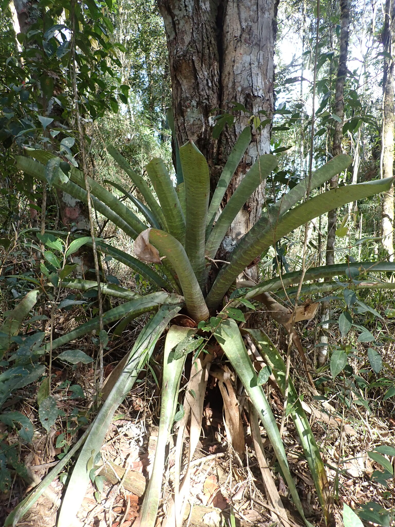 Flaming Sword (Vriesea fosteriana)