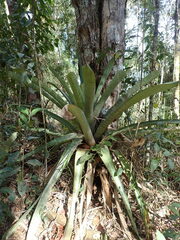 Vriesea fosteriana, photograph (c) agujaceratops, some rights reserved (CC BY)