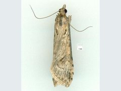 Nomophila corticalis