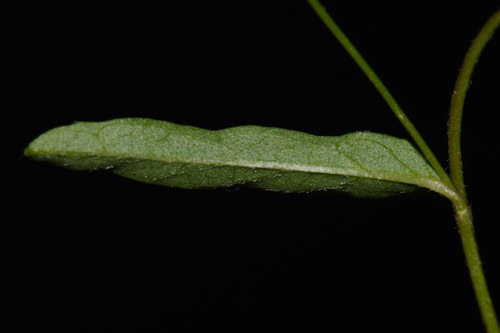 Image of Stylisma angustifolia by (c) Brian Finzel, some rights reserved (CC BY-SA)