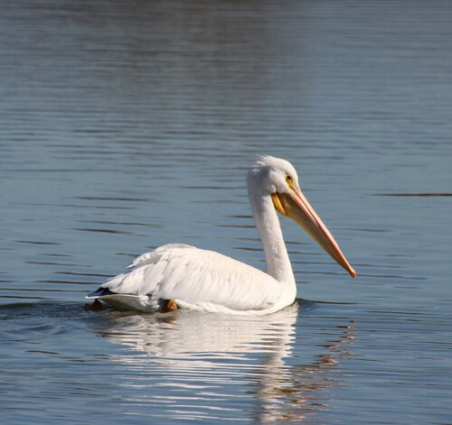 iNaturalist observation photo of American White Pelican