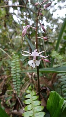 Calanthe arisanensis